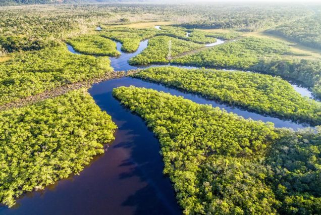 Excursión a la selva amazónica desde Manaos